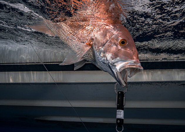 Snapper being returned right with descending device.