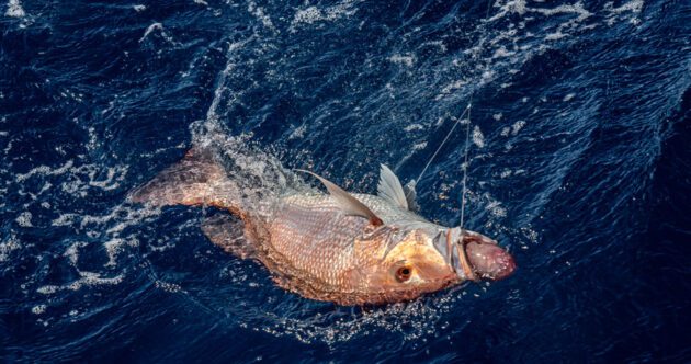 Mutton Snapper experiencing Barotrauma.